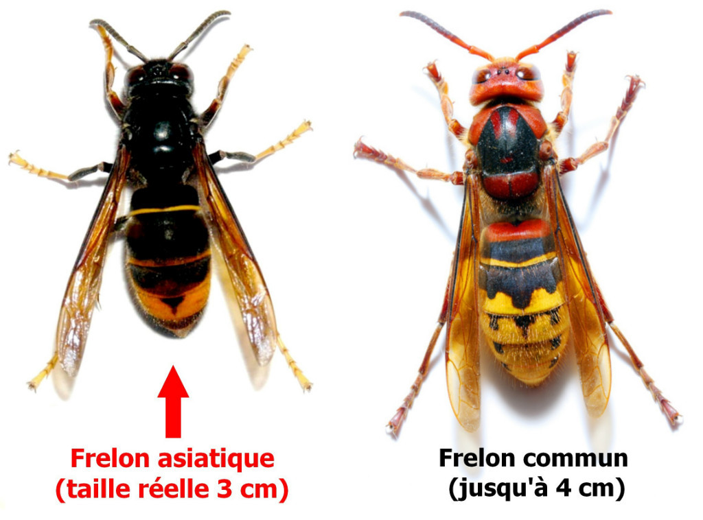 Le frelon asiatique ou Vespa velutina Nigrithororax abeilledupoitou.fr