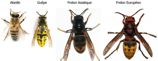 4718068_6_4191_comment-reconnaitre-un-frelon-asiatique_f19c4e1d8638a1bfe2a3ef805770e003