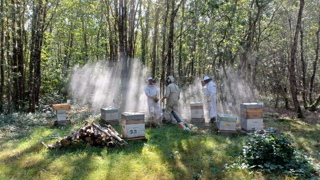 Elèves en action au rucher école de l'Abeille du Poitou.